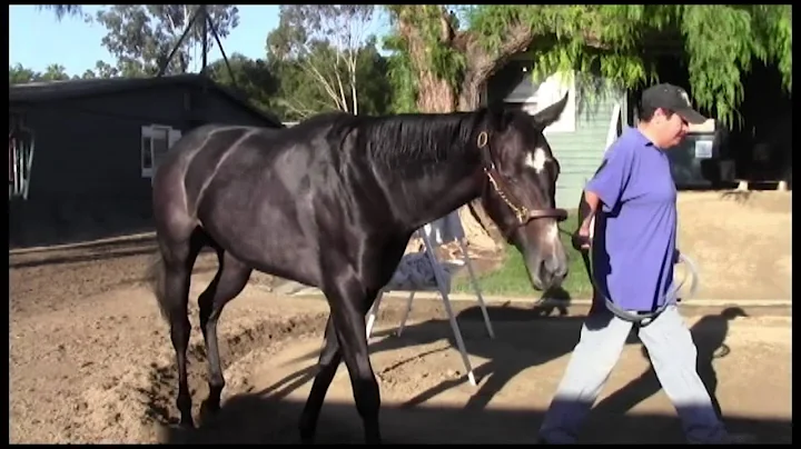Santa Anita Park: Racing Legacy and Horse Ownership