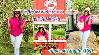 ඇමරිකාවේ Apple Picking යමුද..??‍♀️| Apple Picking in USA 2023 ??