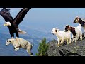 How king eagle hunting goat from high cliffs