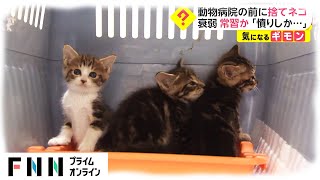 動物病院の前に捨てネコ　常習か 院長「憤りしかない」