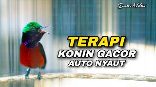 AWAS NYAUT !! TERAPI KONIN GACOR FULL ISIAN TEMBAKAN MEWAH COCOK UNTUK MENAIKKAN EMOSI KOLIBRI NINJA