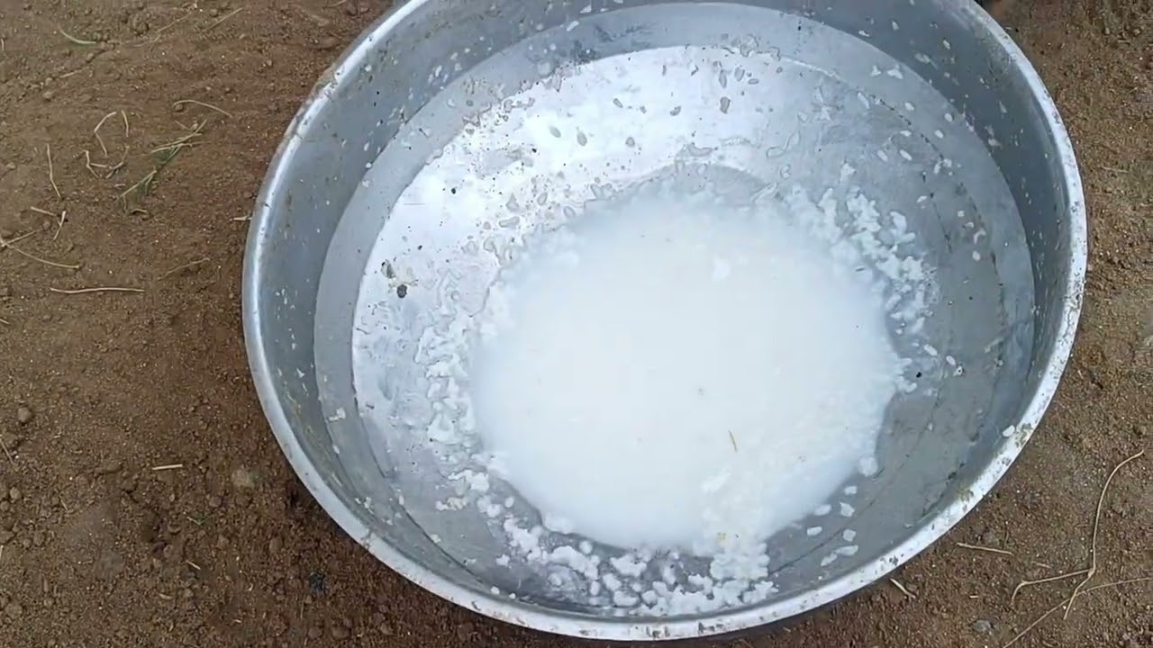 Paws & Play 🐾 like and subscribe 