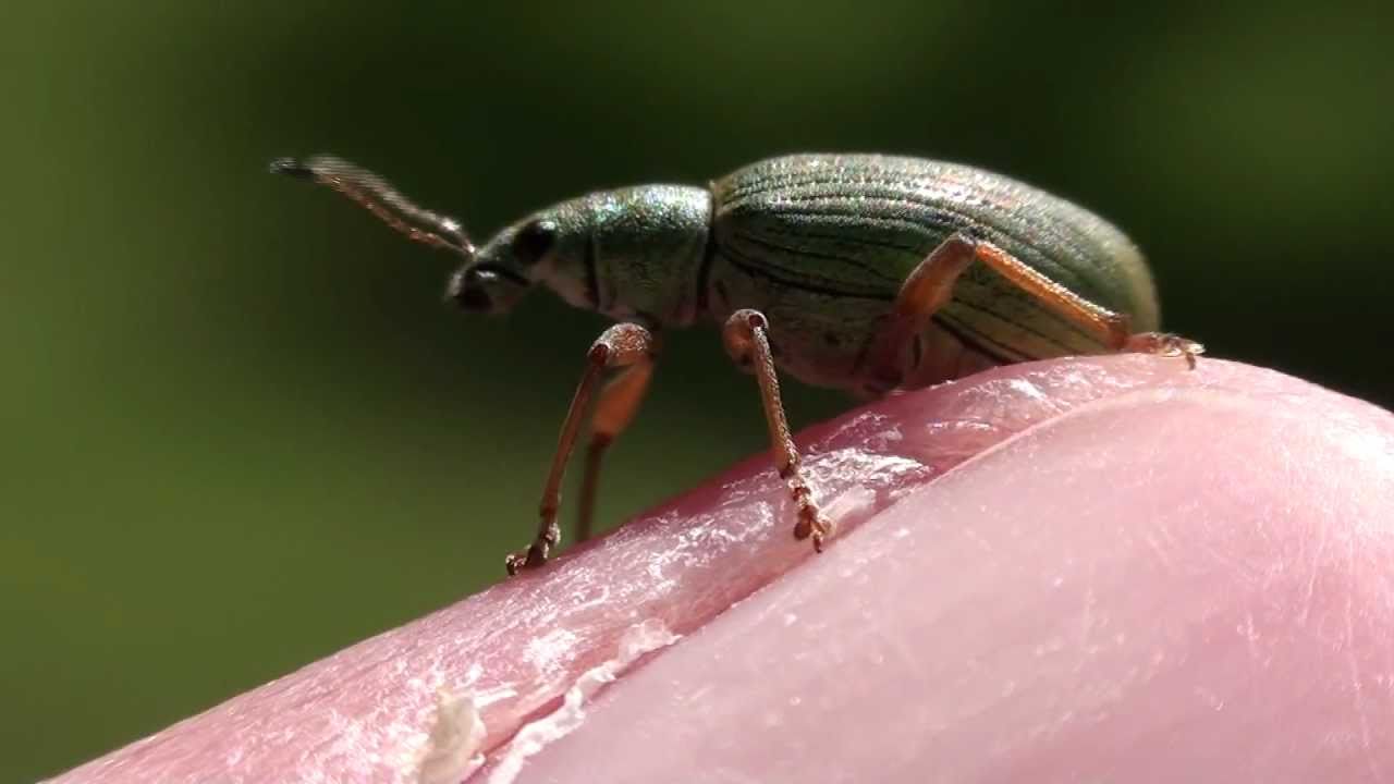 Broad-nosed Weevil (Curculionidae: Polydrusus impressifrons) on Thumb