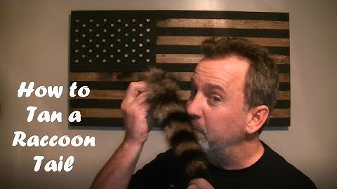 HOW TO Tan a Raccoon Tail