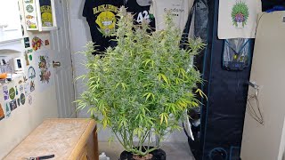 Harvest day for Fruity Pebbles autoflower from ILGM in Blue planet nutrition.  Medic Grow Mini Sun-2