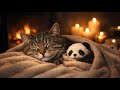 ASMR for Insomnia 🕯️ Warm & Calm Atmosphere. #asmr #purringcats #relaxation #fireplace #kitten #cat