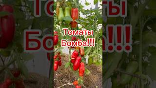 #томаты #дачныесоветыоттетинади #дача #томатыдрова🍅👍🥰