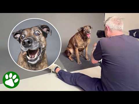Funniest Dog Expressions Caught On Camera 😂