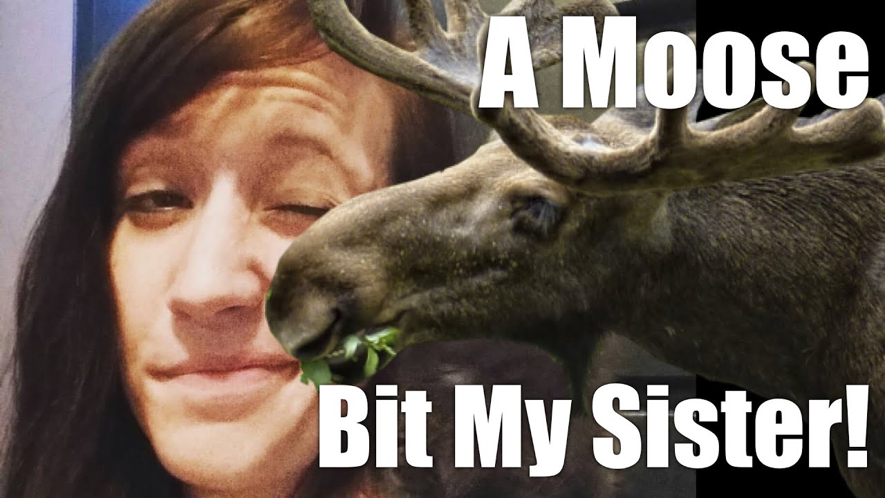 A Moose Bit My Sister!? ll Friday! - YouTube