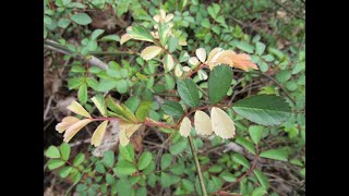 Wild Variegated Plant Hunting ~ Wild Rose