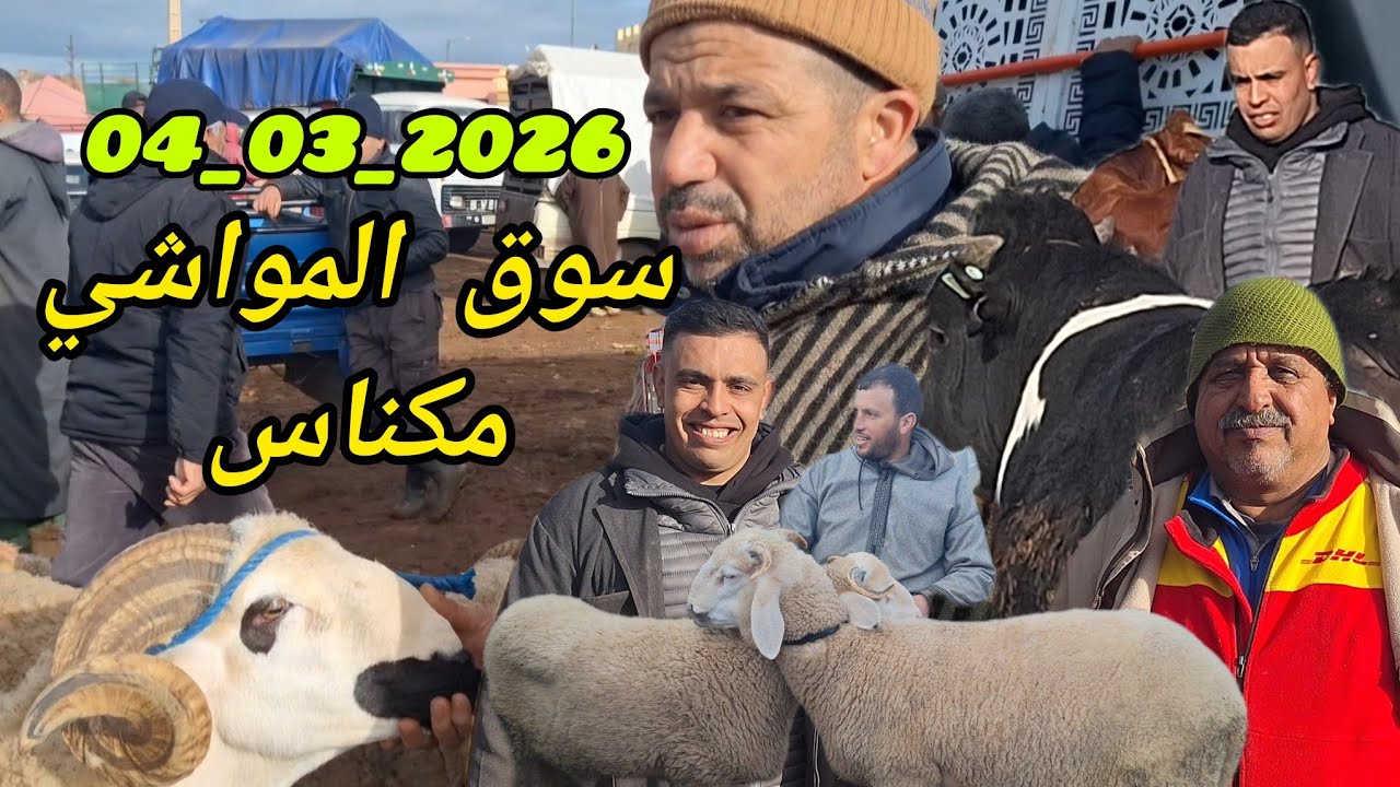 من السوق الأسبوعي للمواشي أربعاء مكناس بتاريخ 04/03/2026 وهذه هي أثمنة رؤوس الأغنام و الأبقار