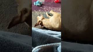 Famous Hank and his daily struggles 🤣 Net Worth