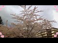 #LIVE from the Cherry Blossom Festival #abbotsford #bc #cherryblossom #viral #cherry