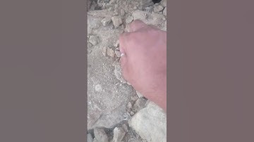 Crinoid Fossils #fossilhunting #crinoid #fossils #geologicalwonders #fossilhunter #prehistoriclife