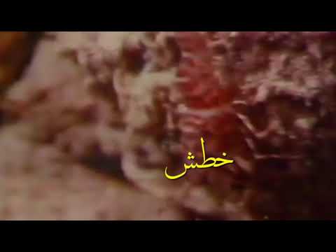 دكتور أحمد شوقي إبراهيم ج٢ القناة الاولى