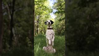 She&#39;s beautiful 💚 Video @akventuree follow them on IG! #dog #dalmatian #dalmatiandog #dalmatians