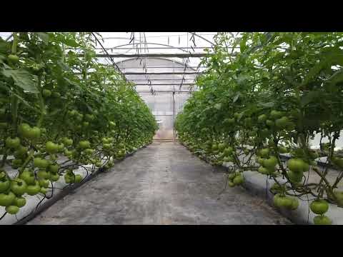 Greenhouse inspection