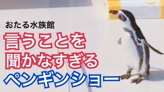 言うことを聞かないペンギンショー おたる水族館 Penguins Show Time Youtube 言うことを聞かないペンギンショー おたる水族館 Penguins Show Time Youtube