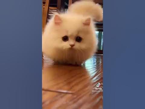 самые милые котики - YouTube