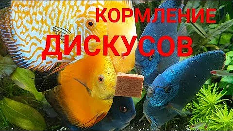 Кормление дискусов. Каким кормом кормить. Аквариум большого объёма 250×60×50 на 750 литров. Часть 37