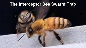 The Interceptor Pro Bee Swarm Trap (Amazon Product) - Does it work?