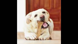 Antibakterieller Hundeknochen Aus Olivenholz, Handgefertigt, Leckerbissen - Schweiz