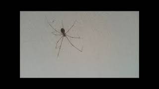 Spider Walking Music