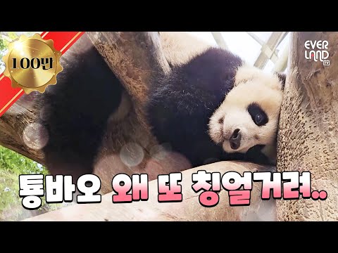 [ENG]본격 루이후이가 송바오 놀아주는 판다월드 현장｜#판다와쏭 #156