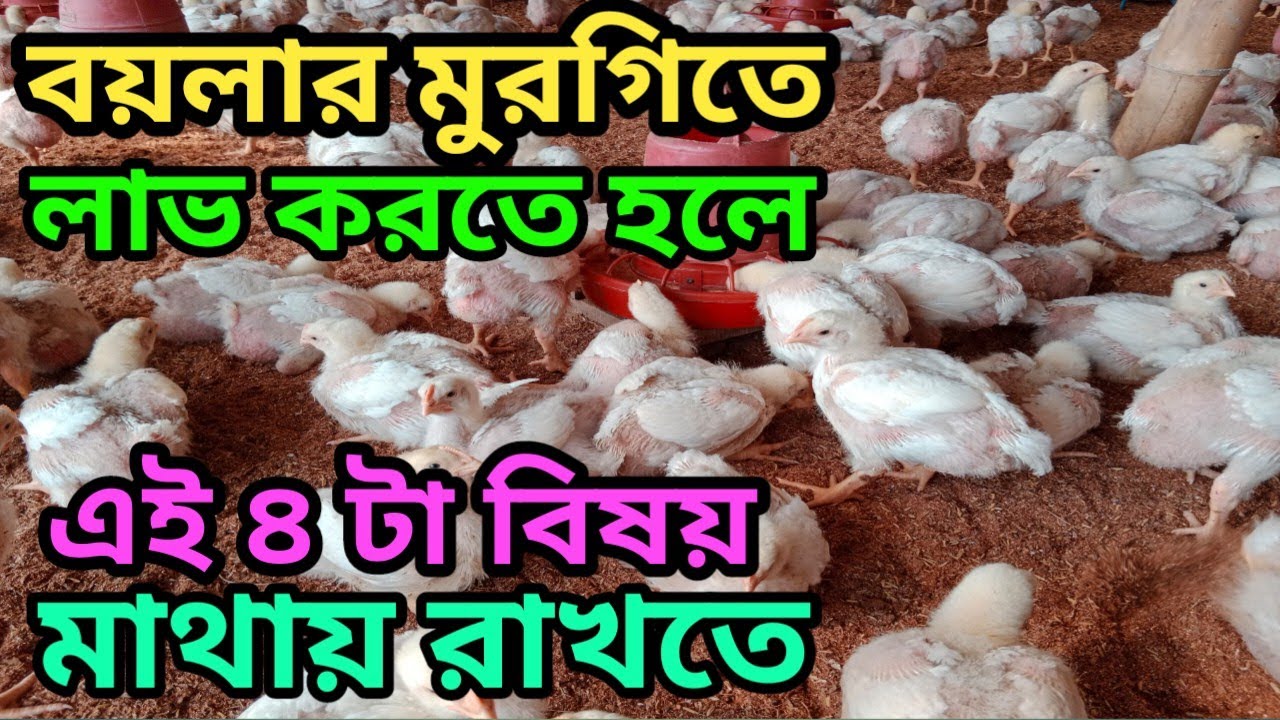বয়লার মুরগিতে লাভ করতে হলে এই ৪টা বিষয় মাথায় রাখতে হবে || খামারি || SK Hasan Agro 