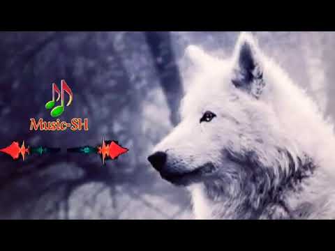 موسيقي الذئب استكنان ملاذي