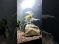 Angelfish aquarium fish fishkeeping bigtank subscribe