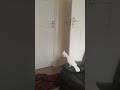 Cockatoo reaction to "What The Fluff Challenge"