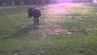 How to Catch a Donkey