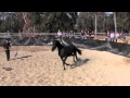 Horsemanship: Hooking on process and understanding round pen use