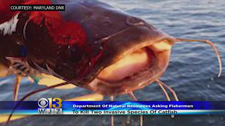 Maryland DNR Asking Fishermen To Catch And Kill Invasive Catfish