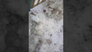 Макс бум первое видео