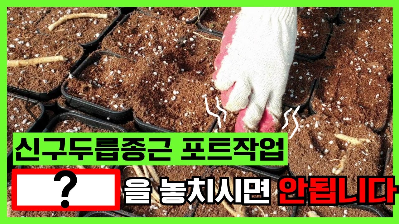 신구두릅종근 포트작업, 이렇게만 하면 성공?! 진짜 쉽게 알려드립니다