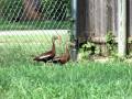 Black-bellied whistling ducks make it to the edge of the yard!