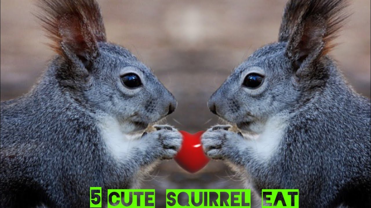 CUTE FUN SQUIRREL & Zoom Squirrel Eating Video YouTube