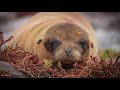 Wildlife of the Galapagos Islands (4K)