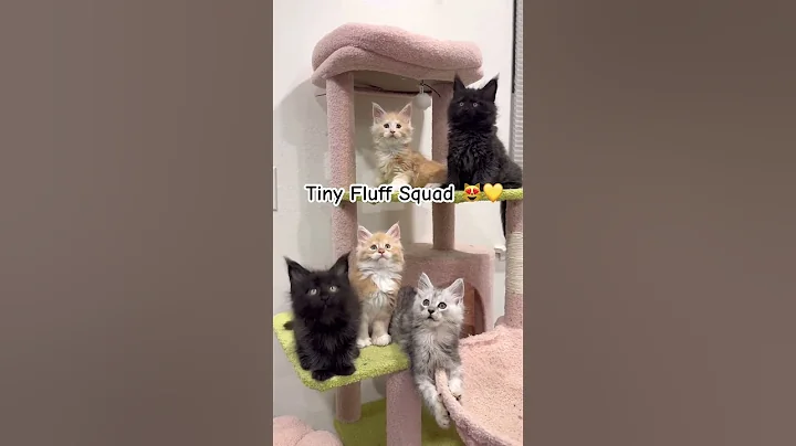 Watch the video about Cutest Maine Coon Squad Ever 😻🔥#cuteanimal#prettyfunny#mainecoonkittens#fannycat#kitten