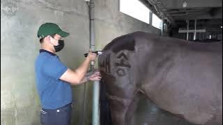 Process of Shaving and Bathing a Black Horse in Extreme Heat  Equestrian Club in Korea