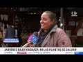 Florece la delincuencia: Aumento de robo de plantas causa preocupación