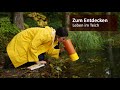 Zum Entdecken: Leben im Teich