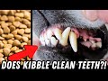 MythBUSTED?! Can Dry Dog Food Really Clean Teeth 🤔