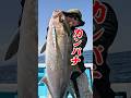 カンパチ11.2kg【船長が見た】南伊豆・もき丸2026.5.12 #fishing #釣り #カンパチ