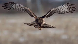 northern harrier hunting , amazing raptors to watch hunt