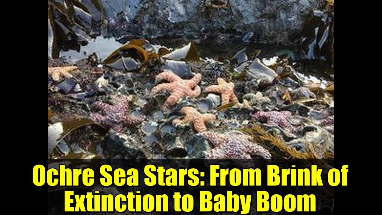 Ochre Sea Stars: From Brink of Extinction to Baby Boom