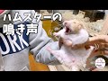 爪切りを嫌がって飼い主から逃げるハムスター　おもしろ可愛い動物