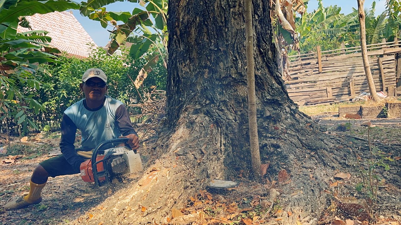 The rain didn't stop us!! Felling 2 trembesi trees, Stihl ms 881. - YouTube